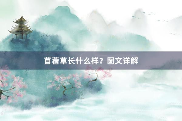 苜蓿草长什么样？图文详解